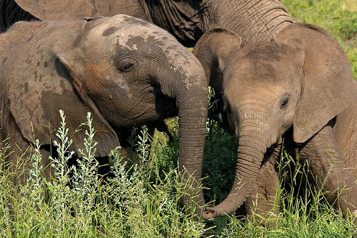Elephant Encounter -  Victoria Falls